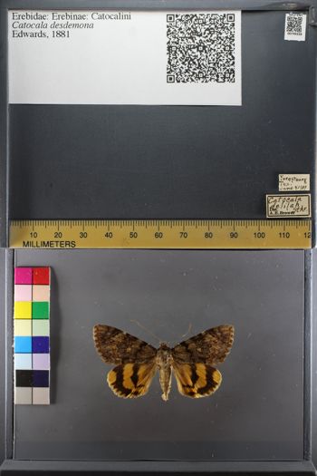 Media type: image;   Entomology 749328